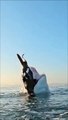 Un Grand requin blanc tente de gober une fausse otarie et fait un saut incroyable