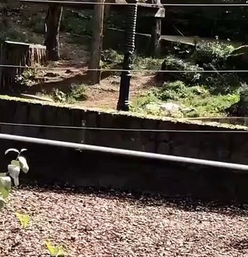 Quand un lion et un visiteur du zoo se font un duel de rugissement... hilarant