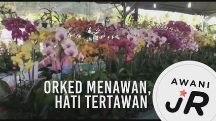 #AWANIJr: Orked menawan, hati tertawan