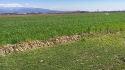 Tedavisi tamamlanan turaç doğaya bırakıldı