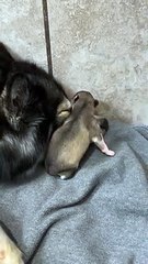 Mama Dog Snuggles With Her Pup