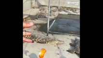 Um crocodilo que estava pronto para abocanhar mais um peixe mas os amigos decidiram que já era hora de ir embora