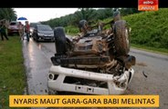 Nyaris maut gara-gara babi melintas