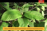 AADK di peringkat akhir kuatkuasakan larangan penanaman ketum