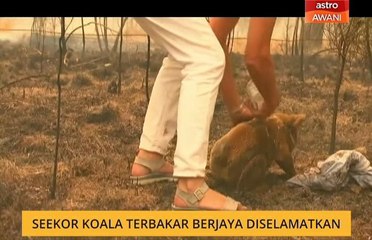 Seekor koala terbakar berjaya diselamatkan