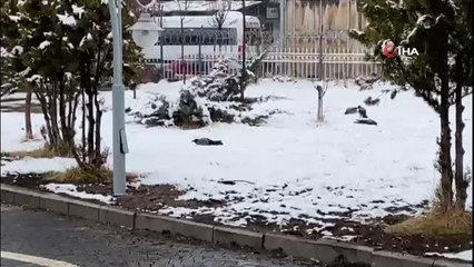 Kargaların kartopu keyfi