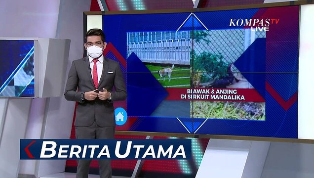 Biawak dan Anjing Liar Bermunculan di Sirkuit Mandalika, Lombok Animal Lover Lakukan Patroli