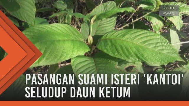 Pasangan suami isteri 'kantoi' seludup daun ketum
