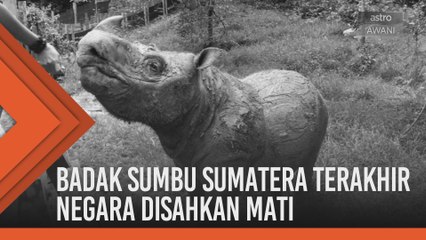Badak sumbu Sumatera terakhir negara disahkan mati