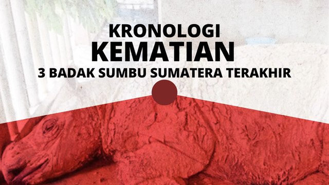 [INFOGRAFIK] Kronologi kematian 3 badak sumbu Sumatera terakhir