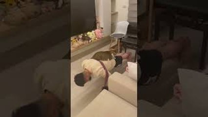 Cat Helps Its Owner with Push-Ups