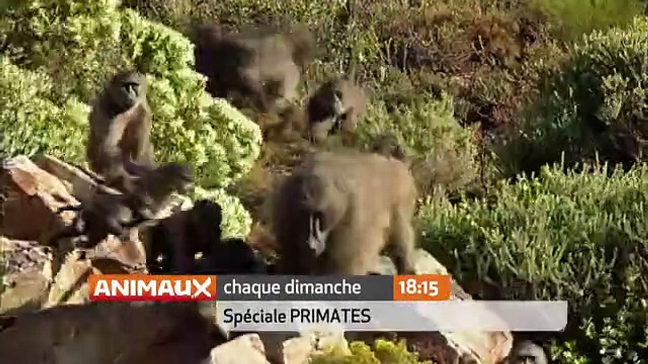 Cycle Grands singes