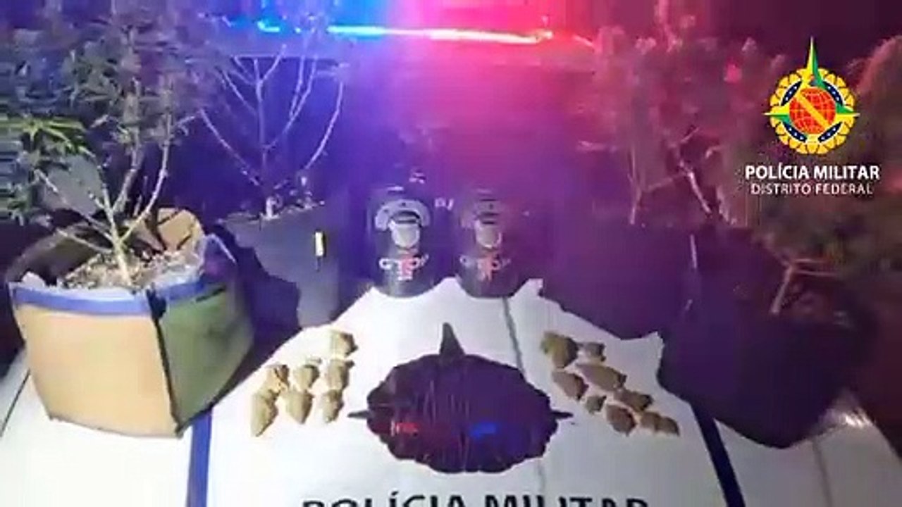 Apreensão de 15 unidades de maconha prontas para uso, com mais quatro plantas de canábis