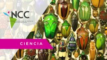 El Salvador conserva un museo con más de 70 mil especies de insectos