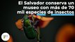 El Salvador conserva un museo con más de 70 mil especies de insectos | 430 | 21 al 27 de marzo 2022