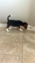 Adorable Beagle Puppy vs. Doorstop
