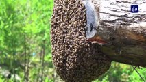 العسل... سبل التفريق بين الأصلي والمغشوش