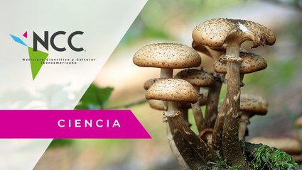 Los hongos como aliados contra el cambio climático