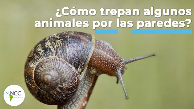 ¿Cómo trepan algunos animales por las paredes? | 431 | 21 al 27 de marzo de 2022