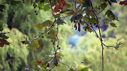 Omicron subvariant drives spike in Victorian COVID-19 cases