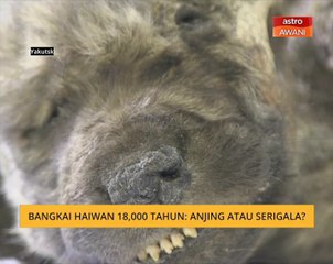 Bangkai haiwan 18,000 tahun: Anjing atau serigala?