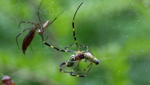 Large, colorful spider is booming in southeast US