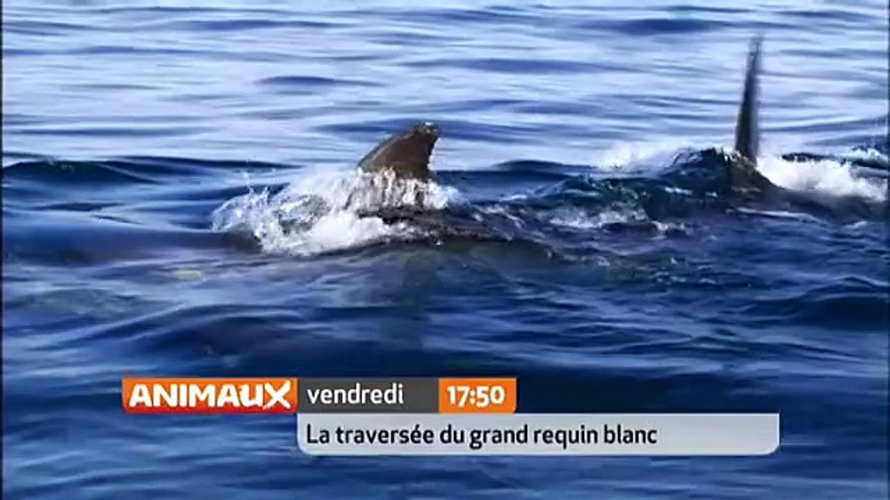 La Traversée du grand requin blanc