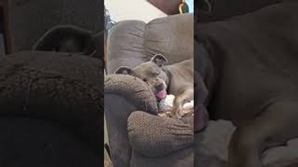 Sleeping Pit Bull Has Wild Dreams