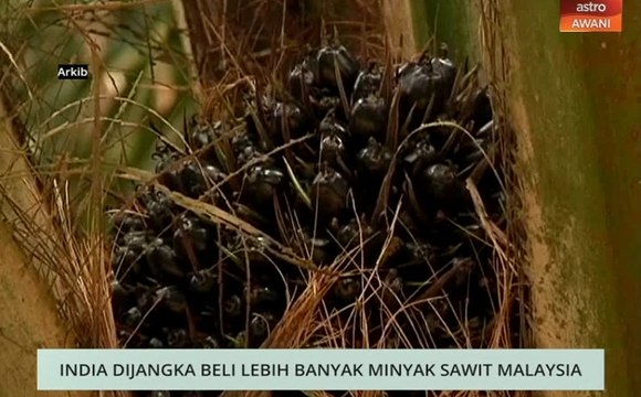 Niaga AWANI: India dijangka beli lebih banyak minyak sawit Malaysia