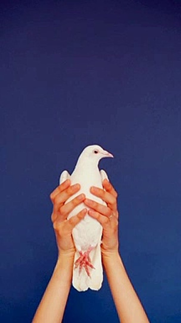 Funny Comedy videos Funny Animals comedy video memes music