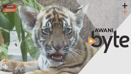 #AWANIByte: Ini anak Harimau China Selatan yang bakal jadi tarikan di Zoo Guangzhou