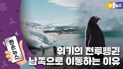 [한손뉴스] "남극 해빙 면적 사상 최저"...위기의 남극 생물들 / YTN