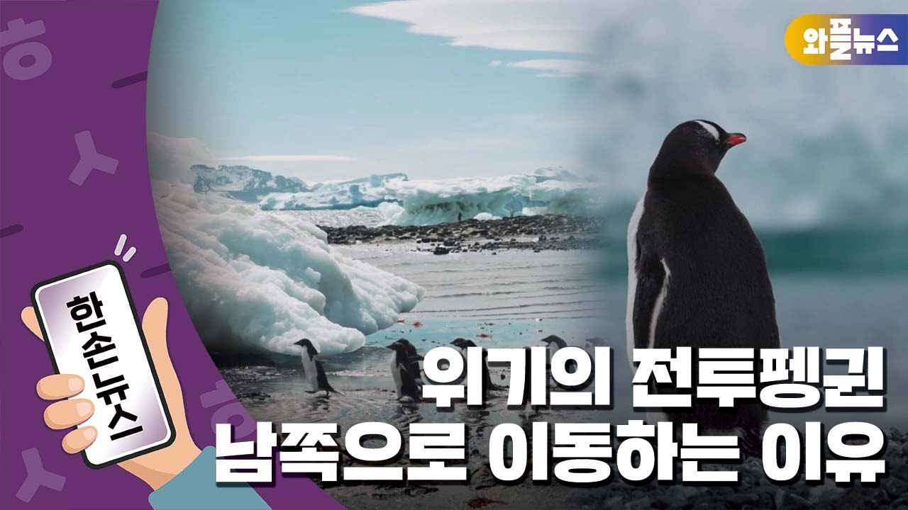[한손뉴스] "남극 해빙 면적 사상 최저"...위기의 남극 생물들 / YTN