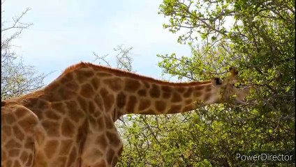 Funny animal video, best of the funny animation part 3