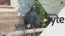 #AWANIByte: Ekoran kebakaran di Australia, burung ini sudah boleh tiru bunyi siren bomba!