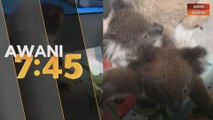 Ratusan beruang koala diselamatkan di Adeilaide