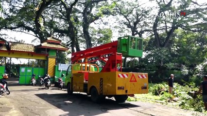 Pohon Trembesi Raksasa Tumbang Timpa Rumah di Ponorogo