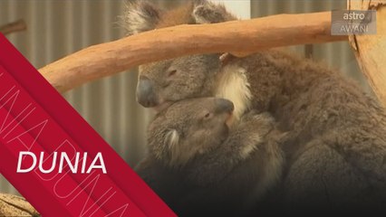 Beruang Koala, Kangaroo diberi rawatan rapi