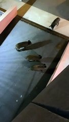 Une harde de sangliers filmée dans un quartier de Nice en pleine nuit