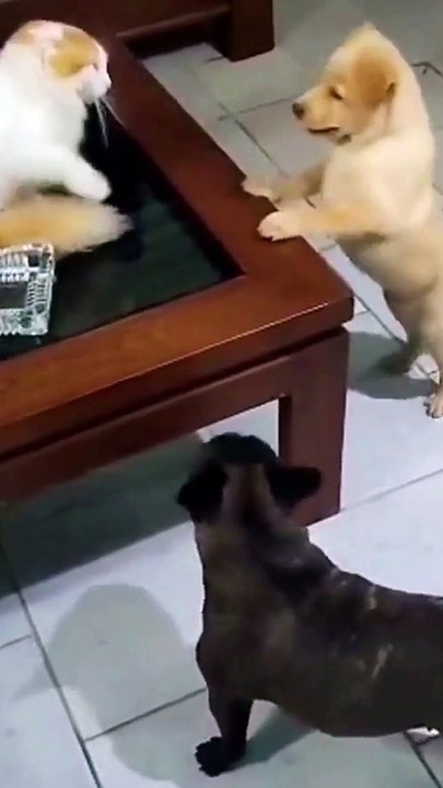 Funny Cat and Dogs