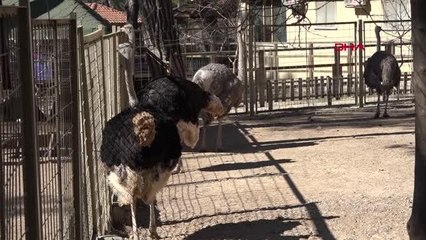 HAYVANAT BAHÇESİNDE BAHARLA YAVRULAR DOĞMAYA BAŞLADI