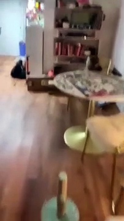Funny Cat Video