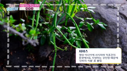 식탐을 잡아라 다이어트에 도움 주는 '○○○' TV CHOSUN 220317