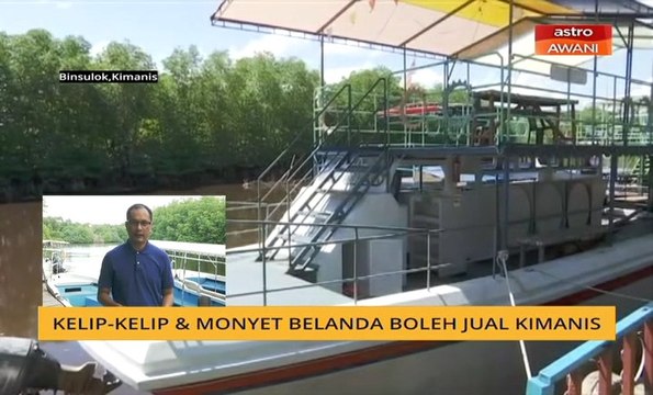 Cerita Sebalik Berita: Kelip-kelip & monyet Belanda boleh jual Kimanis