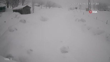 Son dakika haber... Karlı havada yiyecek arayan kurt kamerada