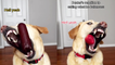 'Uber-talented dog tries catching food items in his mouth after flipping them off his head '