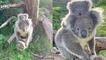 'EXTREMELY ADORABLE mom and baby koala get fascinated by a camera '