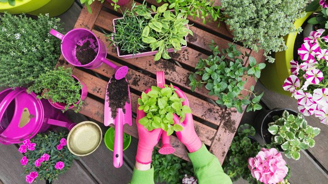 Balkonblumen: Die schönsten Pflanzen für Terrasse und Balkon