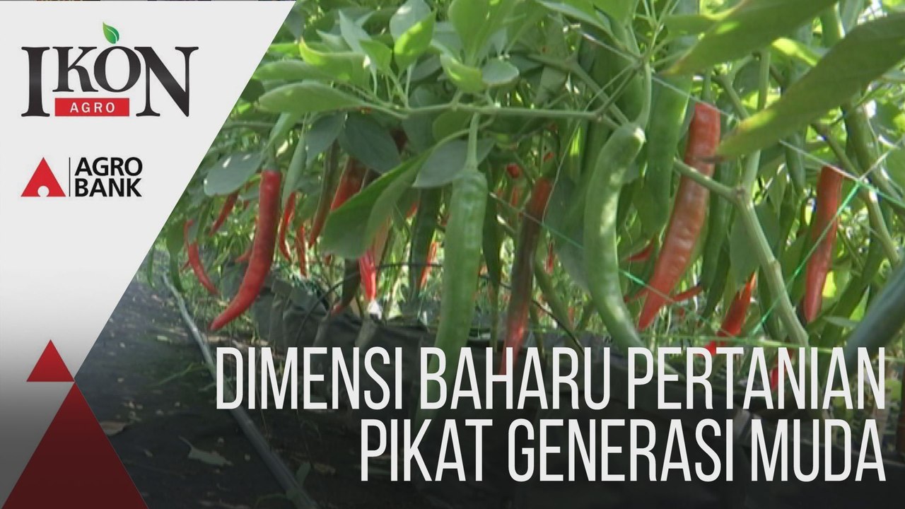 Ikon Agro: Dimensi baharu pertanian pikat generasi muda
