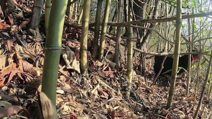 한국기행 - Korea travel_봄을 꿈꾸나요 4부- 당나귀와 봄 마중_#001